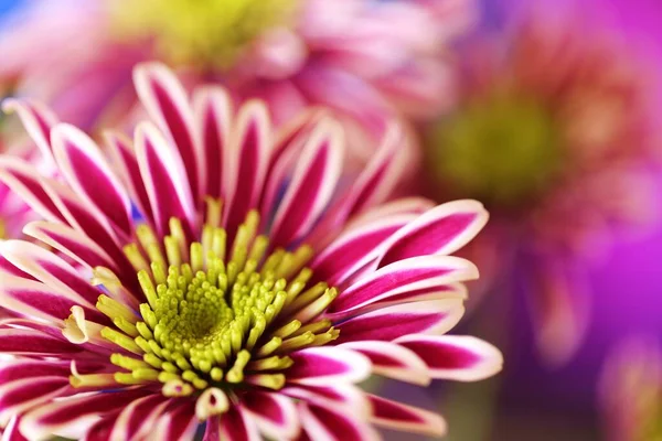 Chrysanthemum Striped Lilac Flower Macro Blurred Lilac Background — Stock Photo, Image