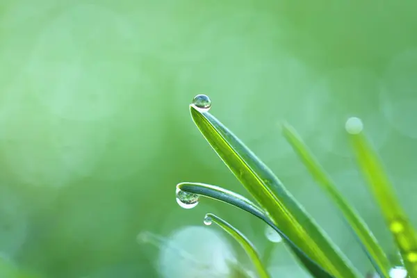 Krople Wody Makro Zielonej Trawie Zielona Trawa Zbliżenie — Zdjęcie stockowe