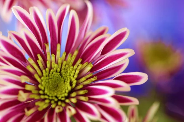 Chrysanthemum Striped Lilac Flower Macro Blurred Lilac Background — Stock Photo, Image