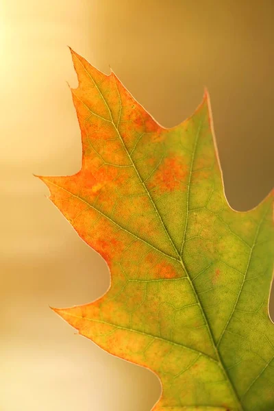 Осенний Фон Листьями — стоковое фото
