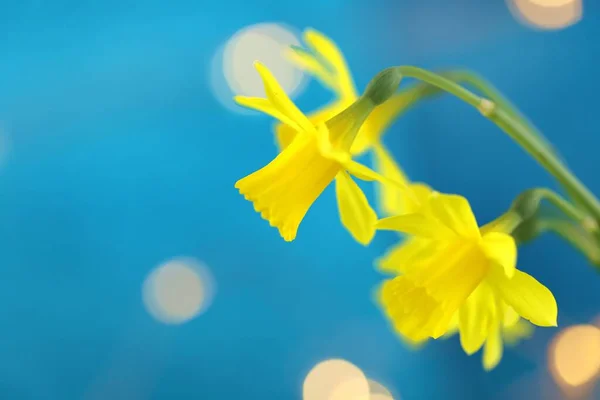 Ramo Narcisos Sobre Fondo Azul Brillante Con Bokeh Amarillo — Foto de Stock