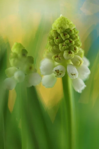 緑の葉を閉じるとブドウのヒヤシンスの花 — ストック写真