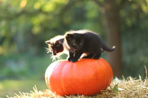 Ahoj Kočky Dýně Nadýchaná Koťata Velké Oranžové Dýni Balíku Slámy — Stock fotografie