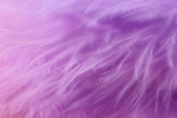 Feather Texture Purple Feather Soft Focus Background Lilac Fluffy Feather — Stock Photo, Image