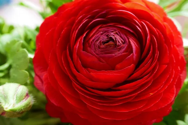 Red Ranunculus Flower Macro Red Flower Close — Stock Photo, Image