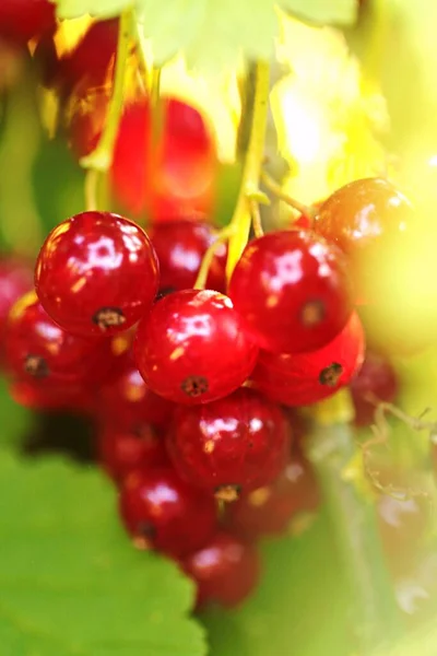 Red Currant Bright Ripe Red Currant Bunch Morning Sun — Stock Photo, Image