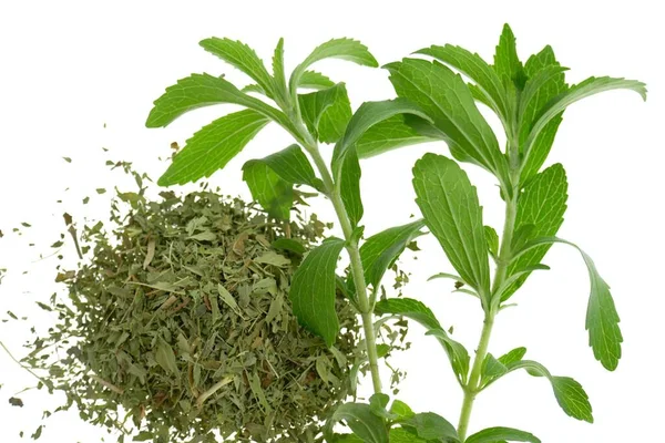 Stevia Rebaudiana Stevia枝と乾燥粉砕Stevia葉 — ストック写真