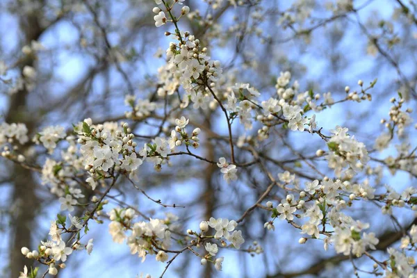 Primavera Flores Cereja Close Hora Primavera — Fotografia de Stock