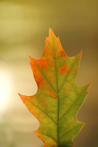 Осенний Фон Листьями — стоковое фото