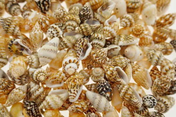 Seashells Close View Conceito Decoração Casa Símbolo Férias Verão — Fotografia de Stock