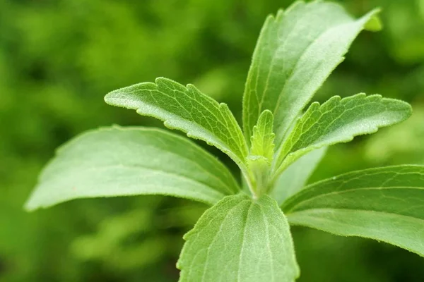 Stevia Rebaudiana Stevia Филиал Сухие Измельченные Листья Стевии — стоковое фото