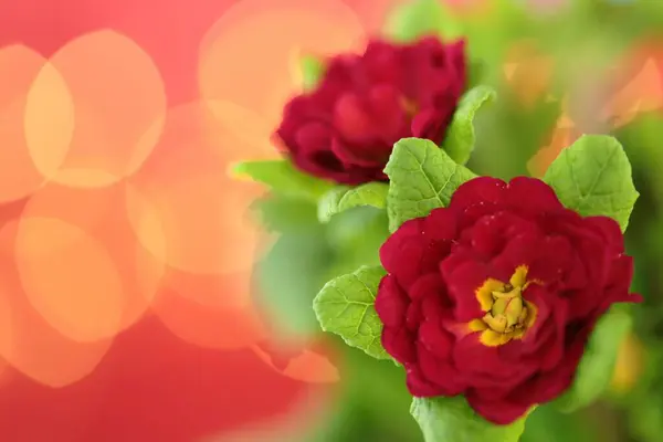 Spring Flowers Primrose Red Flower Close — Stock Photo, Image