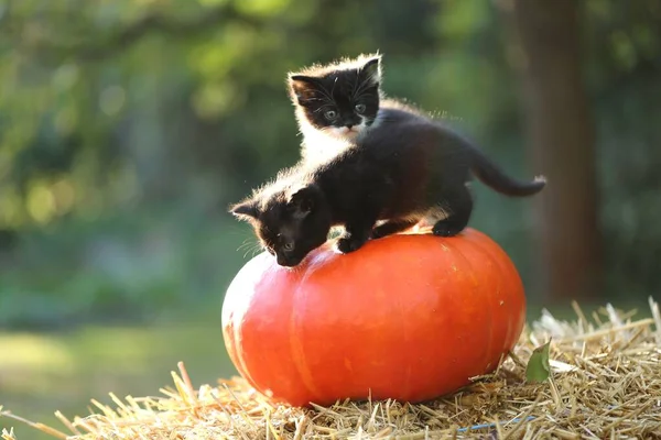 Halloween Koty Dynia Puszyste Kociaki Dużej Pomarańczowej Dyni Beli Słomy — Zdjęcie stockowe