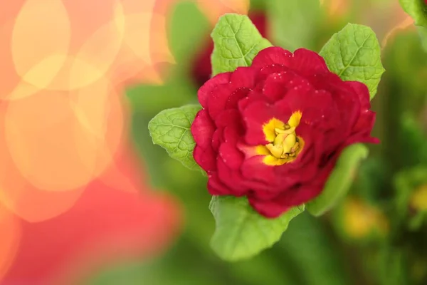 Spring Flowers Primrose Red Flower Close — Stock Photo, Image
