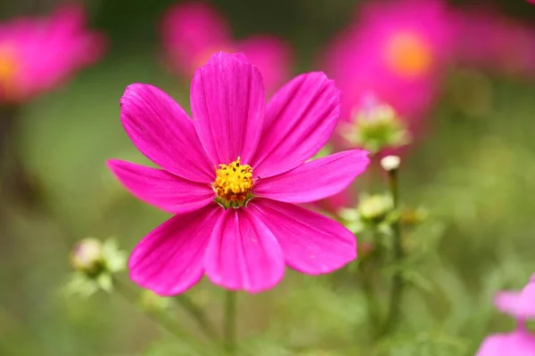 Pink Flowers Blurred Green Background — Stock Photo, Image