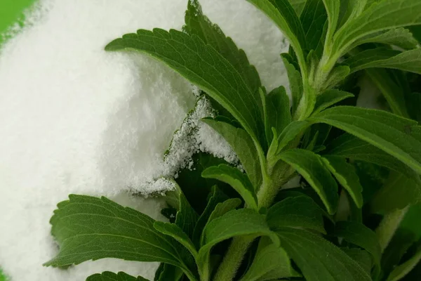 Stevia Rebaudiana Κλαδί Στέβια Και Αποξηραμένα Θρυμματισμένα Φύλλα Στέβια — Φωτογραφία Αρχείου