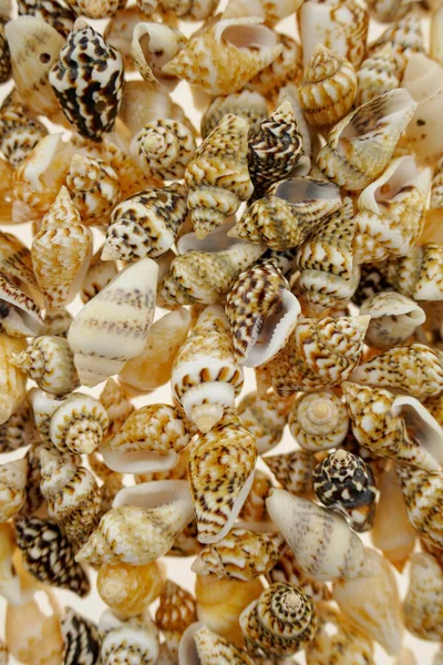 Seashells Close View Conceito Decoração Casa Símbolo Férias Verão — Fotografia de Stock