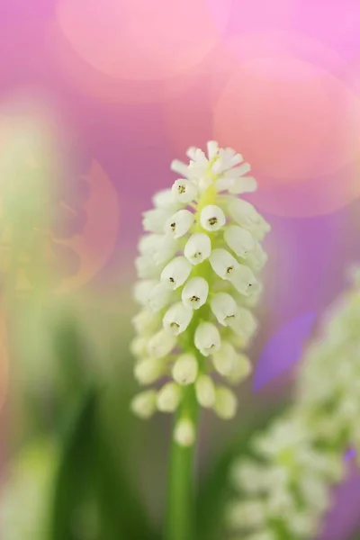 春の花の背景 ブドウのヒヤシンスの花 — ストック写真