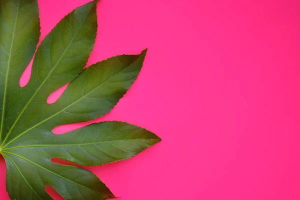 Green tropical leaf on pink neon background.Flat lay green tropical leaf