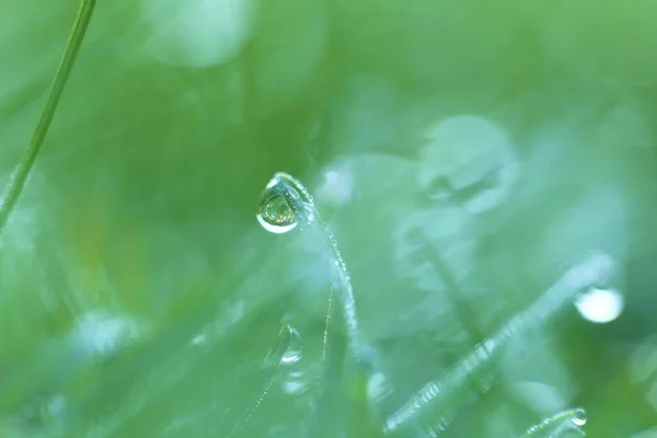 Drops Water Macro Green Grass Green Grass Close — Stock Photo, Image