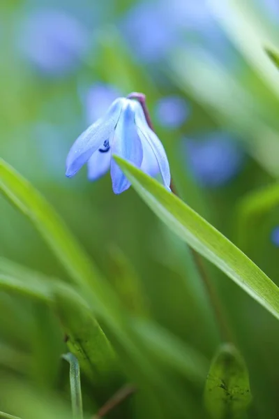 Flores Azules Primavera Campanas Azules Primer Plano Hierba Verde Sobre — Foto de Stock