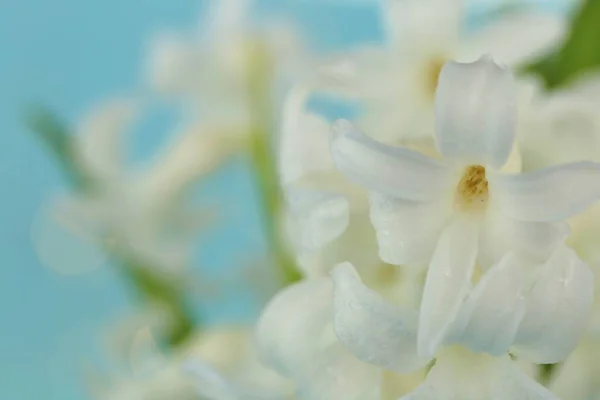 Jacinto Branco Hyacnthus Delicado Fundo Floral Primavera — Fotografia de Stock