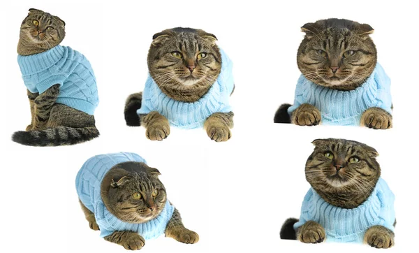 Kot Ubraniu Kot Paski Scottish Fold Dzianiny Niebieski Sweter Siedzi — Zdjęcie stockowe
