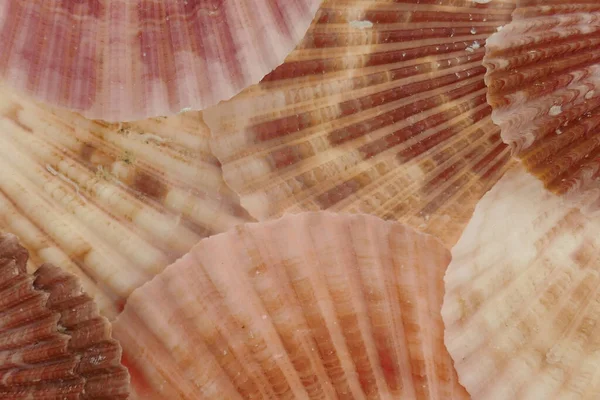 Kagylók Közeli Kilátás Lakberendezési Koncepció Nyári Vakáció Szimbólum — Stock Fotó