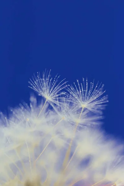 タンポポの花の種水の滴でクローズアップ — ストック写真