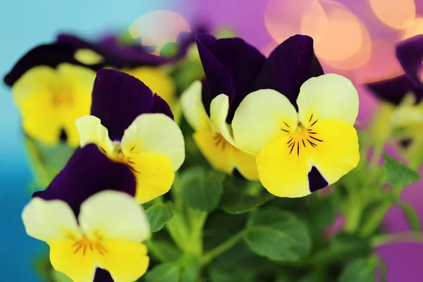 Fiore Pane Fiori Primaverili Viole Del Pensiero Gialle Fiori Uno — Foto Stock