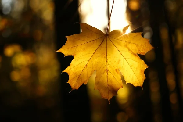 Autumn Maple Желтый Лист Ярком Солнечном Луче — стоковое фото