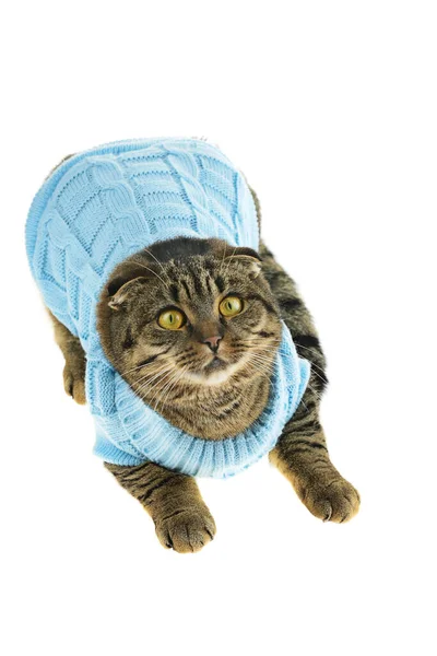 Randig Skotsk Vikt Katt Blå Tröja Isolerad Vit Bakgrund — Stockfoto