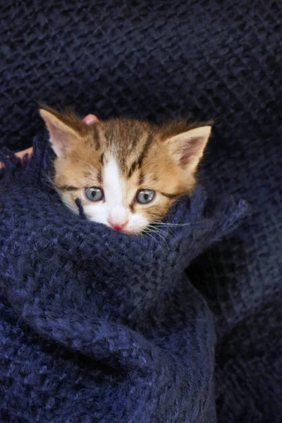 Cute Little Kitten Wrapped Scarf View — Stock Photo, Image