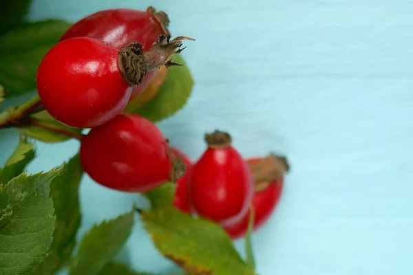 玫瑰浆果特写背景 健康的浆果 — 图库照片