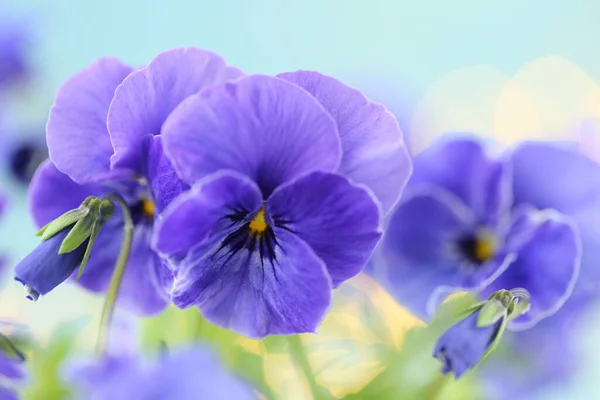 Μπλε Λουλούδια Κοντά Άνοιξη Floral Απαλό Φόντο — Φωτογραφία Αρχείου