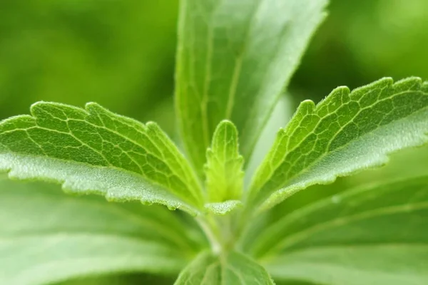 Stevia Rebaudiana Stevia枝と乾燥粉砕Stevia葉 — ストック写真