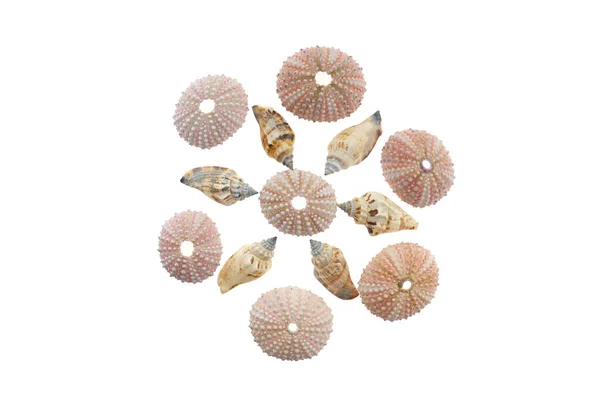 Seashells Close View Conceito Decoração Casa Símbolo Férias Verão — Fotografia de Stock