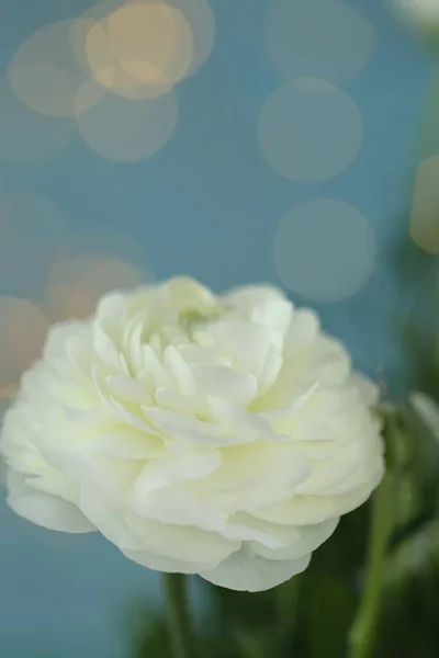 Ranunculus Kwiat Biały Kwiaty Wiosenne — Zdjęcie stockowe