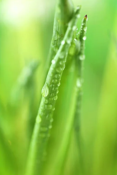 草の滴で草の茎のクローズアップ — ストック写真