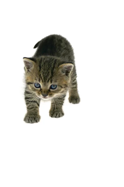 Little Scottish Fold Kitten Striped Kitten Isolated White Background — Stock Photo, Image