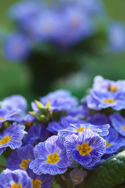 Fiori Primaverili Primula Azzurra Fondo Vegetale Verde — Foto Stock