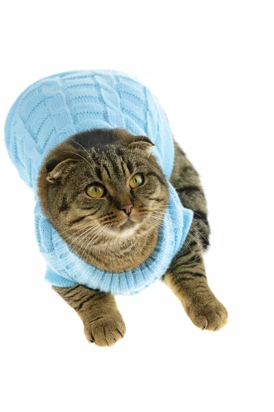 Gestreifte Scottish Folded Cat Blauem Pullover Isoliert Auf Weißem Hintergrund — Stockfoto