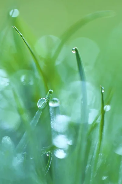 Drops Water Macro Green Grass Green Grass Close — Stock Photo, Image