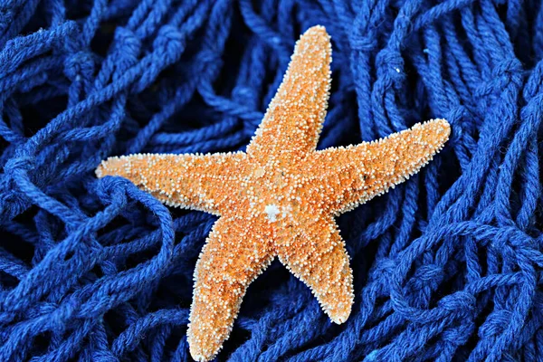 starfish close up view, home decor concept, summer vacation symbol