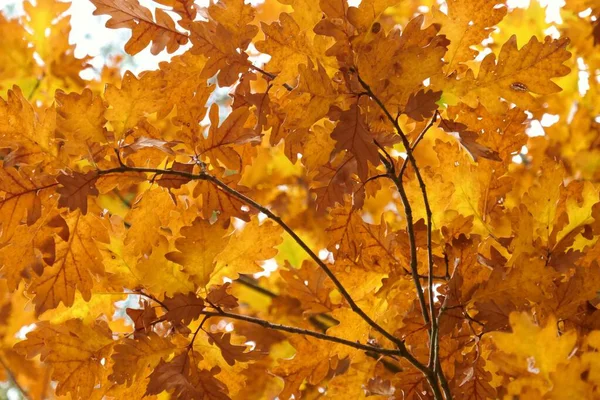 秋天的时候秋天的森林 秋天的黄叶在朦胧的秋天森林背景上 — 图库照片