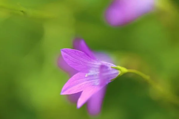 Bell flowers. Bluebell purple flower on a bright green blurry background