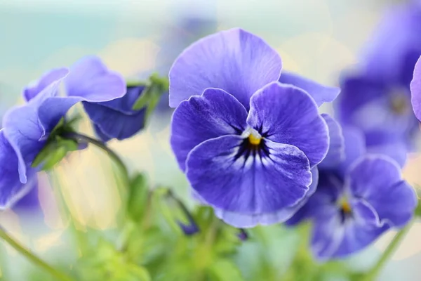 Fiori Blu Primo Piano Primavera Floreale Sfondo Delicato — Foto Stock
