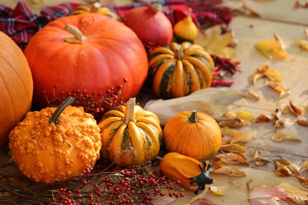 Podzimní Dýně Zapadají Listoví Slunci Rozmazaném Zahradním Pozadí Díkůvzdání — Stock fotografie