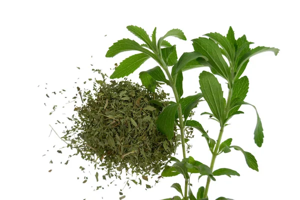 Stevia Rebaudiana Ramo Stevia Foglie Stevia Tritate Secche — Foto Stock