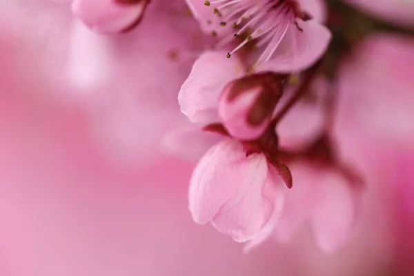 Pink Flowers Background Cherry Flower Close Stock Photo